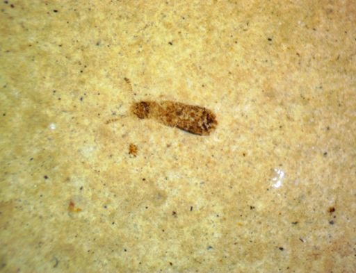 undet. Hexapoda