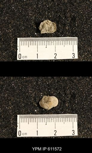 Lissochonetes geinitzianus