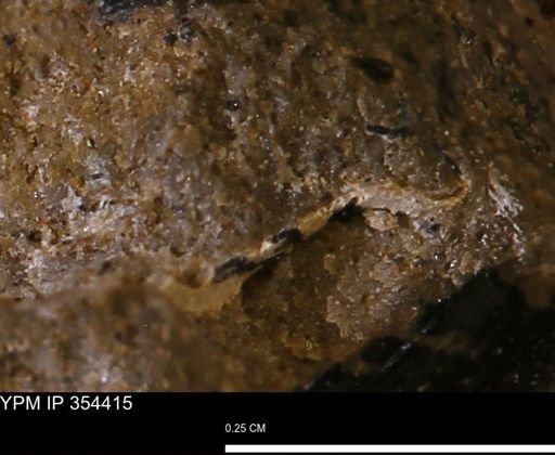 undet. Mollusca