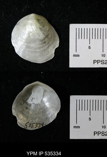 Anomia simplex