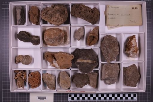 mixed taxa, stratigraphic collection
