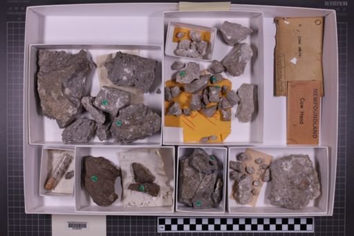mixed taxa, stratigraphic collection