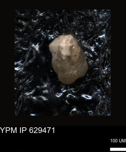 undet. Foraminiferida