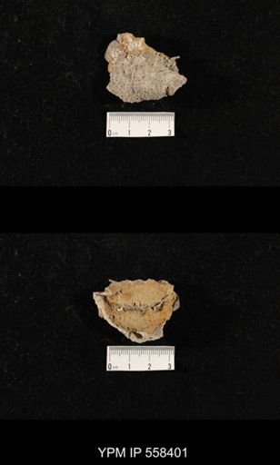 undet. Aulostegoidea