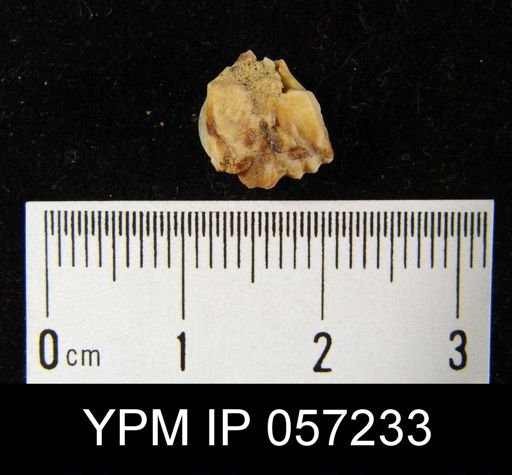 Cyrtina dalmani