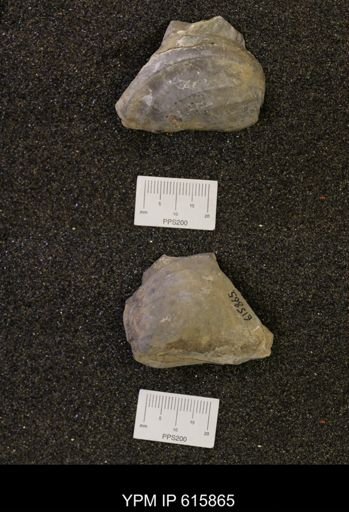 Inoceramus sp.