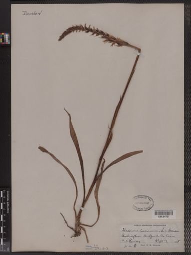 Spiranthes cernua