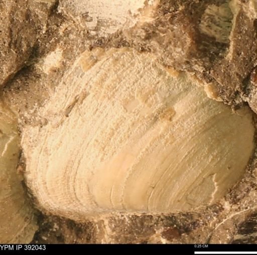 Protocardia sp.