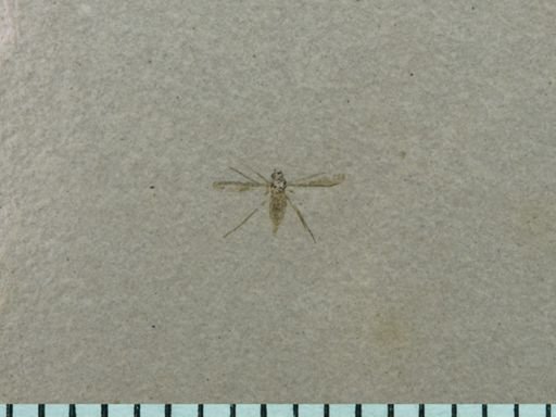 undet. Diptera
