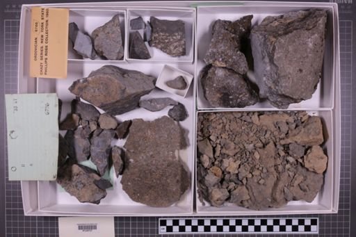 mixed taxa, stratigraphic collection