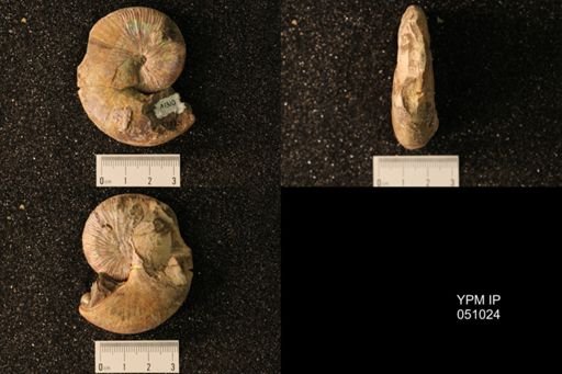 Hoploscaphites nicolletii