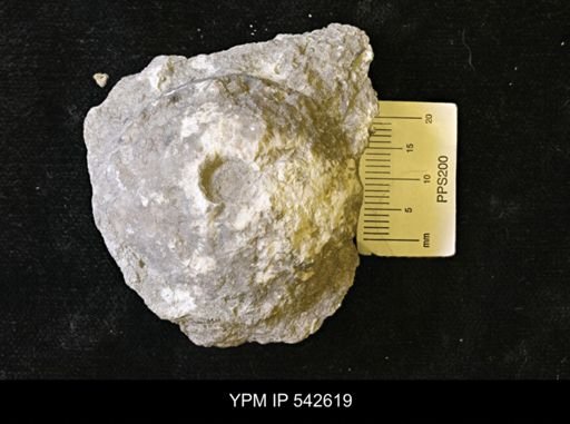 Dolatocrinus sp.