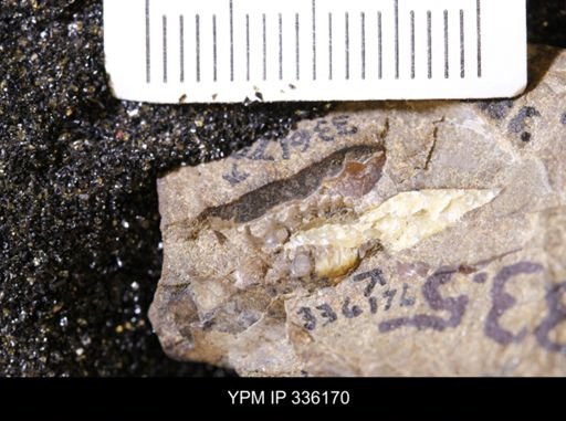 undet. Mollusca