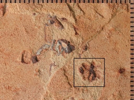undet. Coleoptera