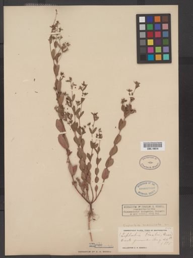 Euphorbia maculata