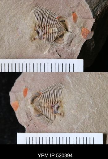 undet. Trilobita