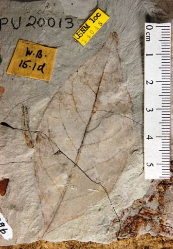 Ternstroemites aureavallis