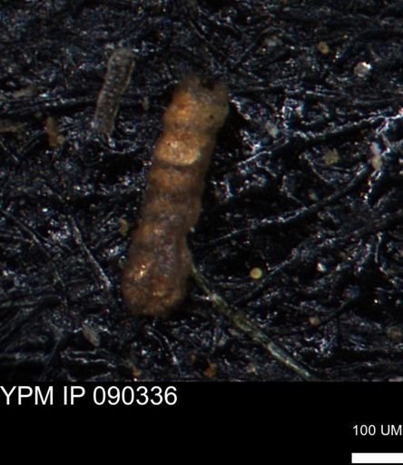 Ammobaculites petilus