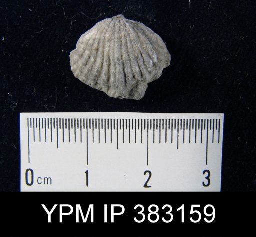 undet. Atrypida