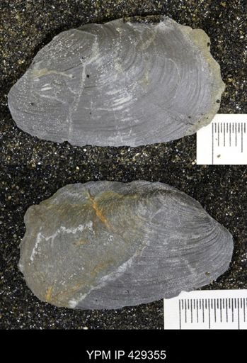 Modiomorpha mytilodes