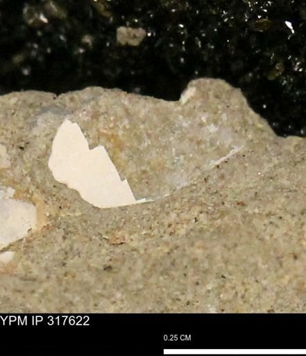undet. Mollusca