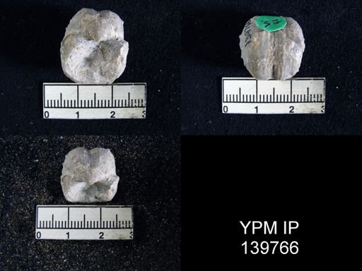 Marginifera typica