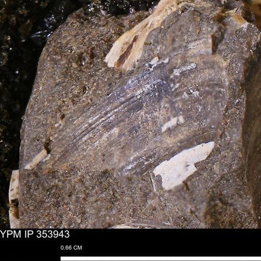 undet. Bivalvia
