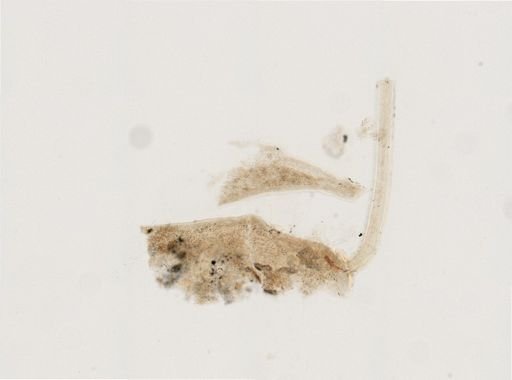 Hydroidolina