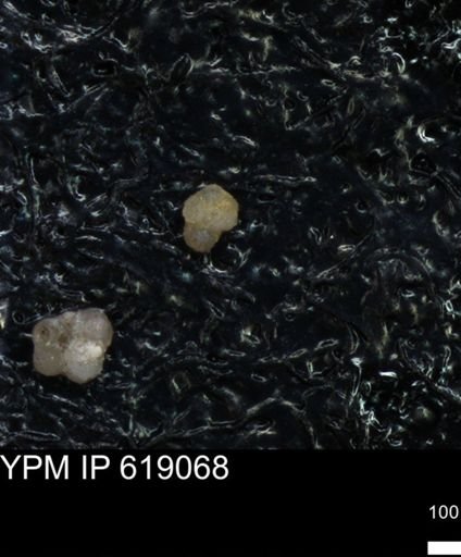 undet. Foraminiferida