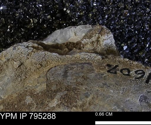 undet. Bakevelliidae