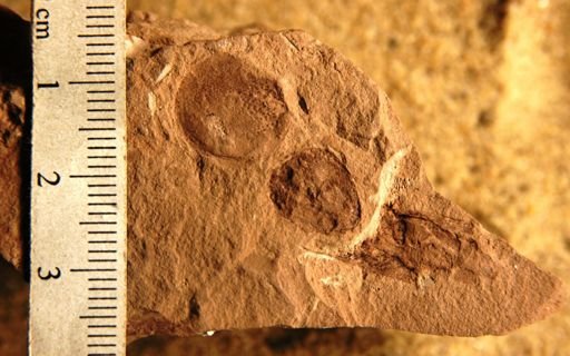 Carpites sp.