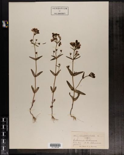 Plantae