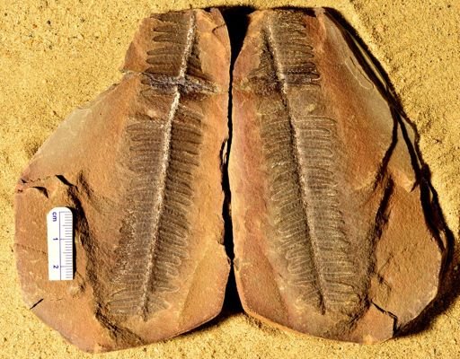 Pecopteris