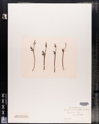 Botrychium