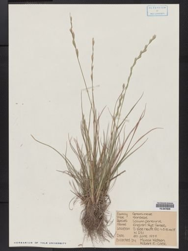 Lolium perenne