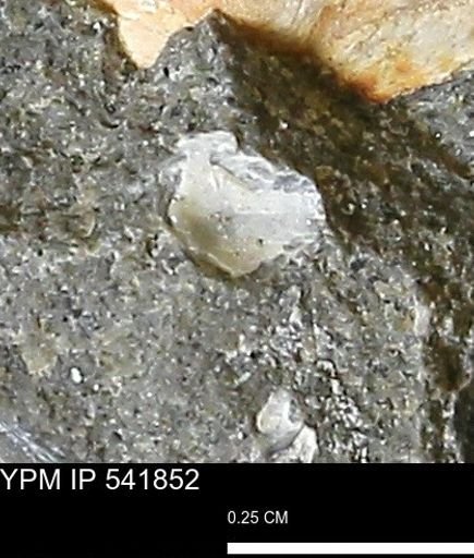 Corbulamella gregaria