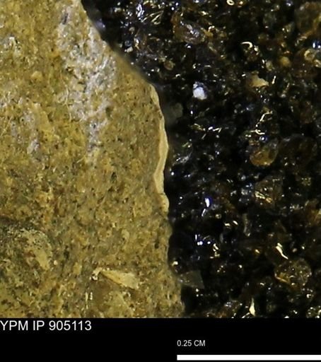 undet. Mollusca