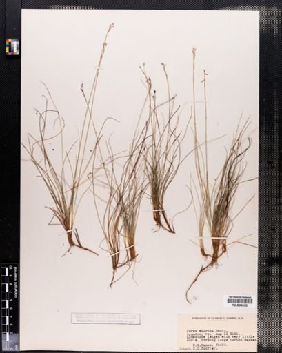 Carex eburnea