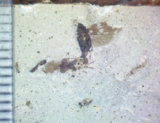 undet. Homoptera