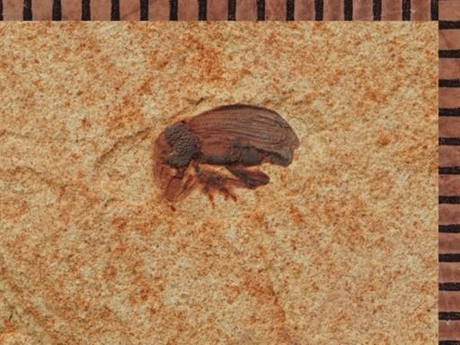 undet. Curculionidae