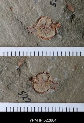 Phyllocystis?
