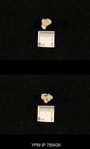 undet. Bryozoa