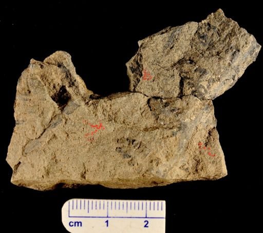Barinophyton sp.