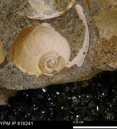 undet. Gastropoda