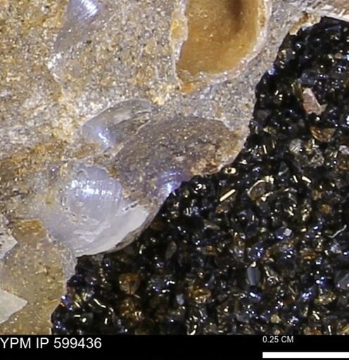 Protocardia subquadrata