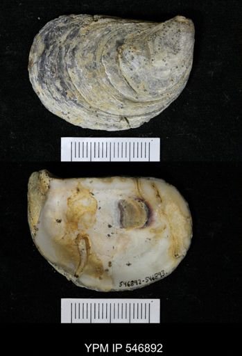Ostrea virginiana