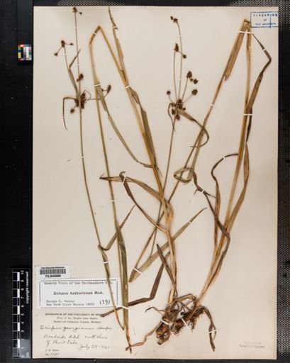 Scirpus hattorianus