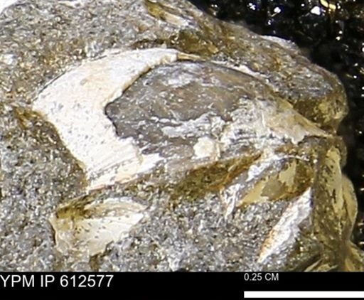 undet. Bivalvia
