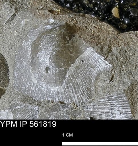 Oxytoma (Hypoxytoma) nebrascana
