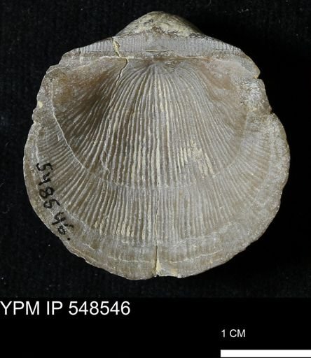 Stropheodonta navalis
